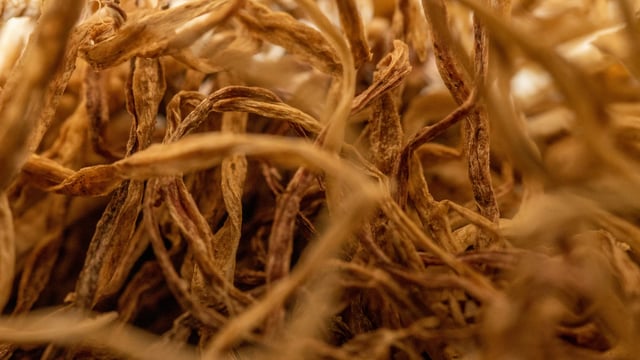 El poder del Ginseng y los fermentos: por qué la cosmética coreana los usa en casi todo